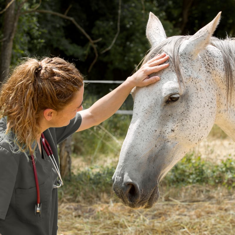 Equine Chiropractic Treatment in Mount Vernon