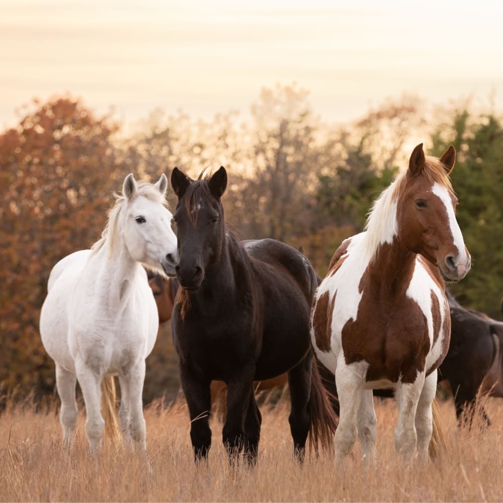 Northwest Veterinary Clinic of Mount Vernon in Mount Vernon