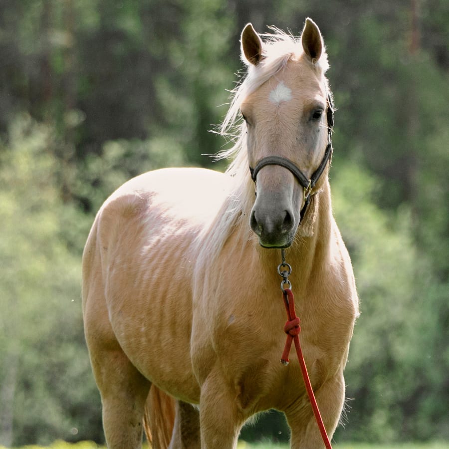 Acupuncture for Horses