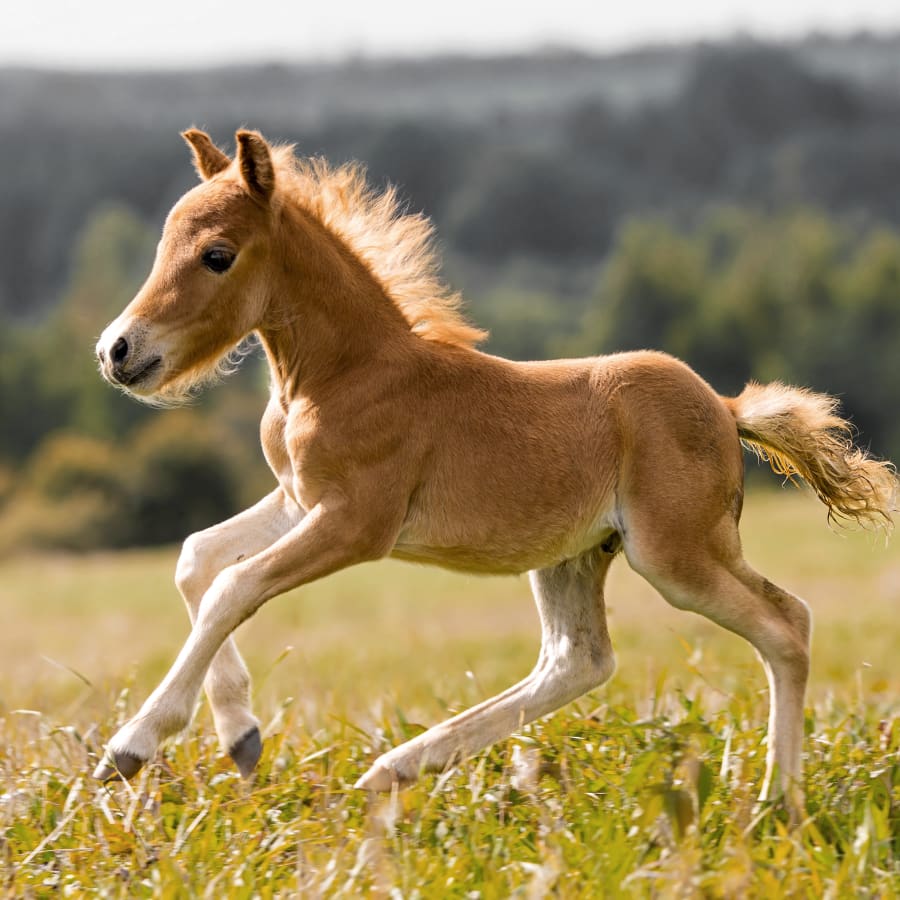 Equine breeding & reproduction, Mount Vernon Vets