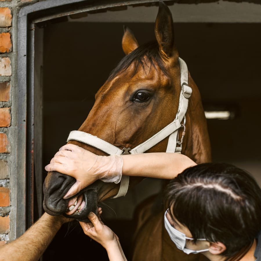 Equine Dentistry, Mount Vernon Vets