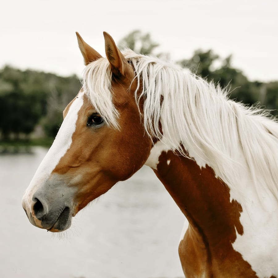 Equine Lameness Evaluations, Mount Vernon Vets