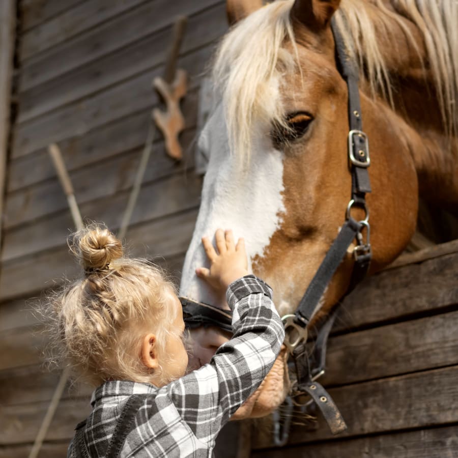 Equine Surgery, Mount Vernon Vets