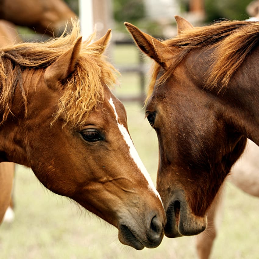 Equine Vaccination & Parasite Prevention, Mount Vernon Vets