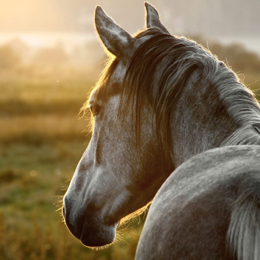 Equine Routine Wellness Exams, Mount Vernon Vets