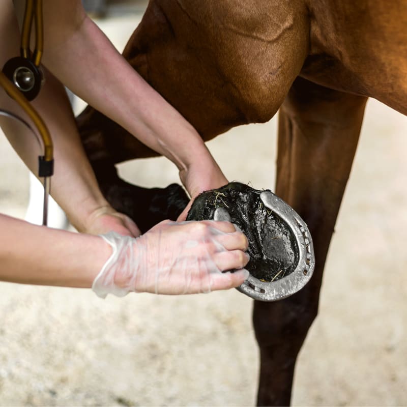 Northwest Veterinary Clinic of Mount Vernon | Mount Vernon Vet