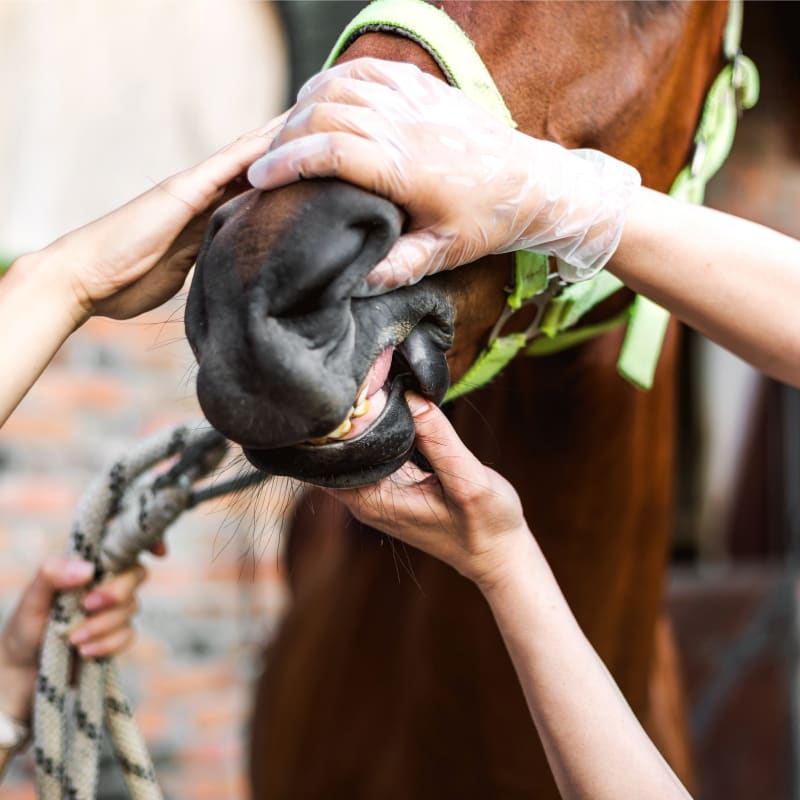 Northwest Veterinary Clinic of Mount Vernon