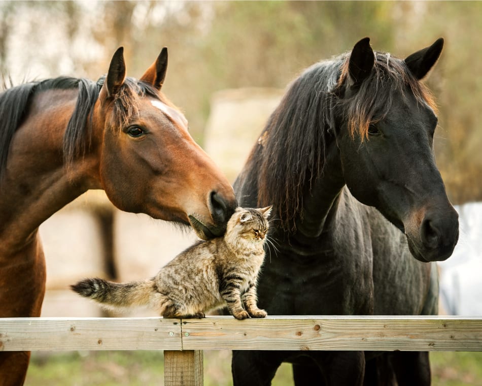 Northwest Veterinary Clinic of Mount Vernon | Mount Vernon Vet